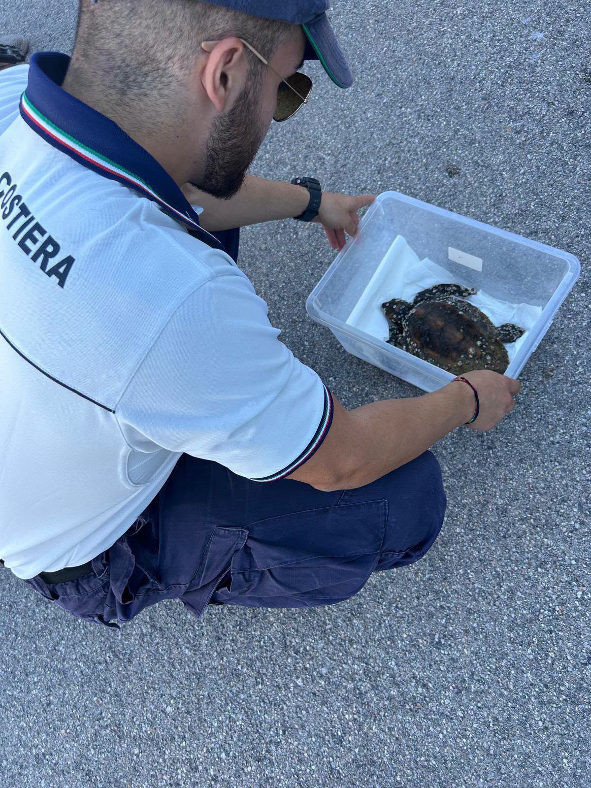 San Benedetto del Tronto: “Caretta Caretta” salvata dalla Guardia Costiera.